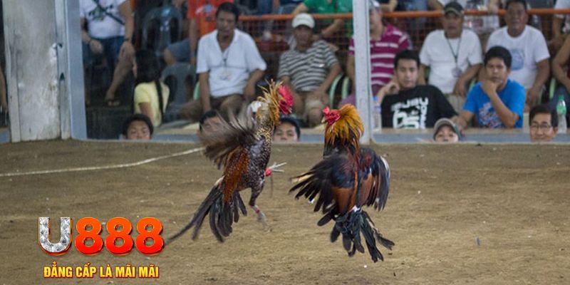 79king1 đăng nhập mậu binh khuyến mãi